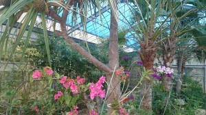 DSC_1134　蝶々20151028